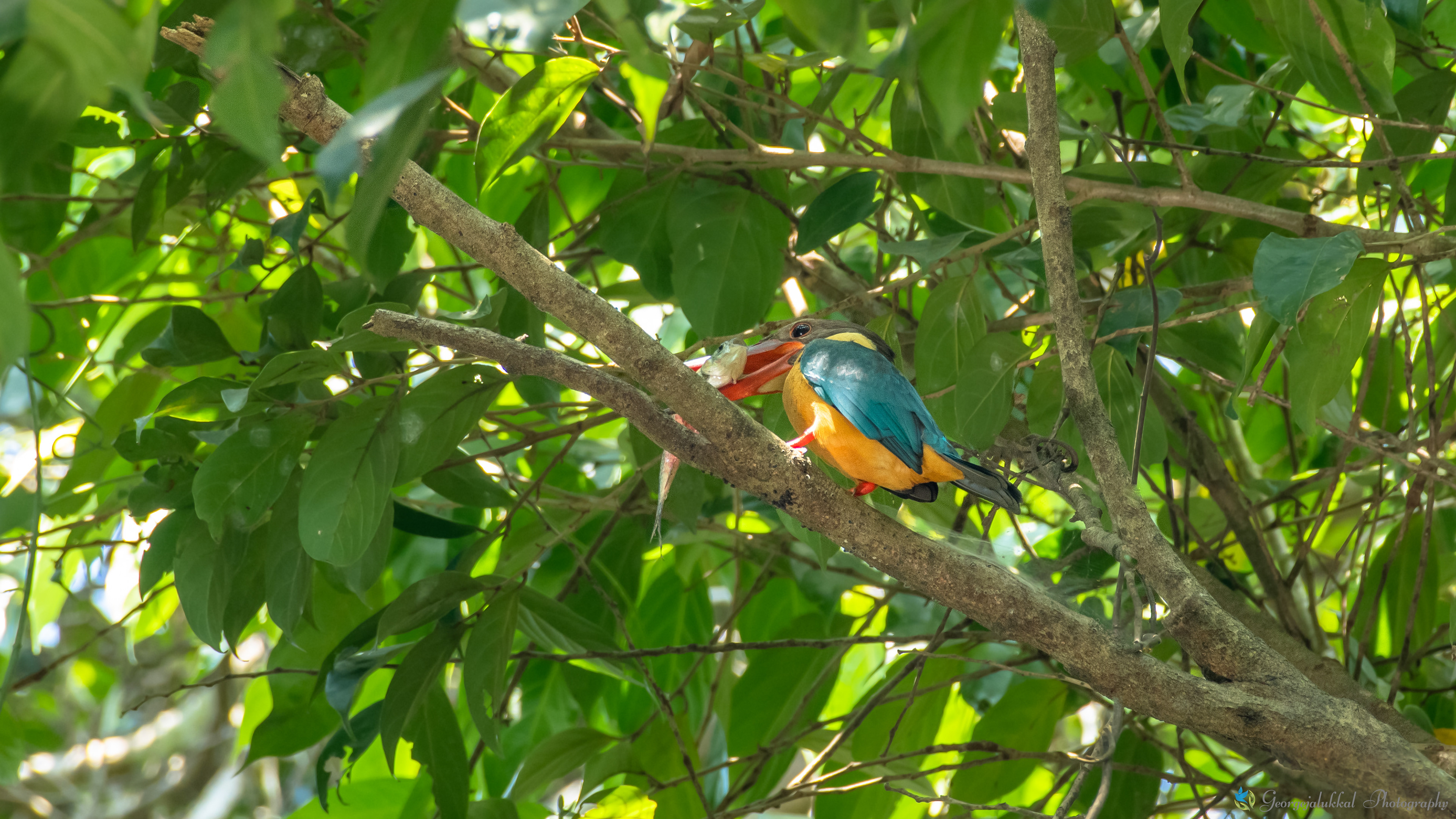 Stork billed kingfisher | കാക്ക മീന്കൊത്തി