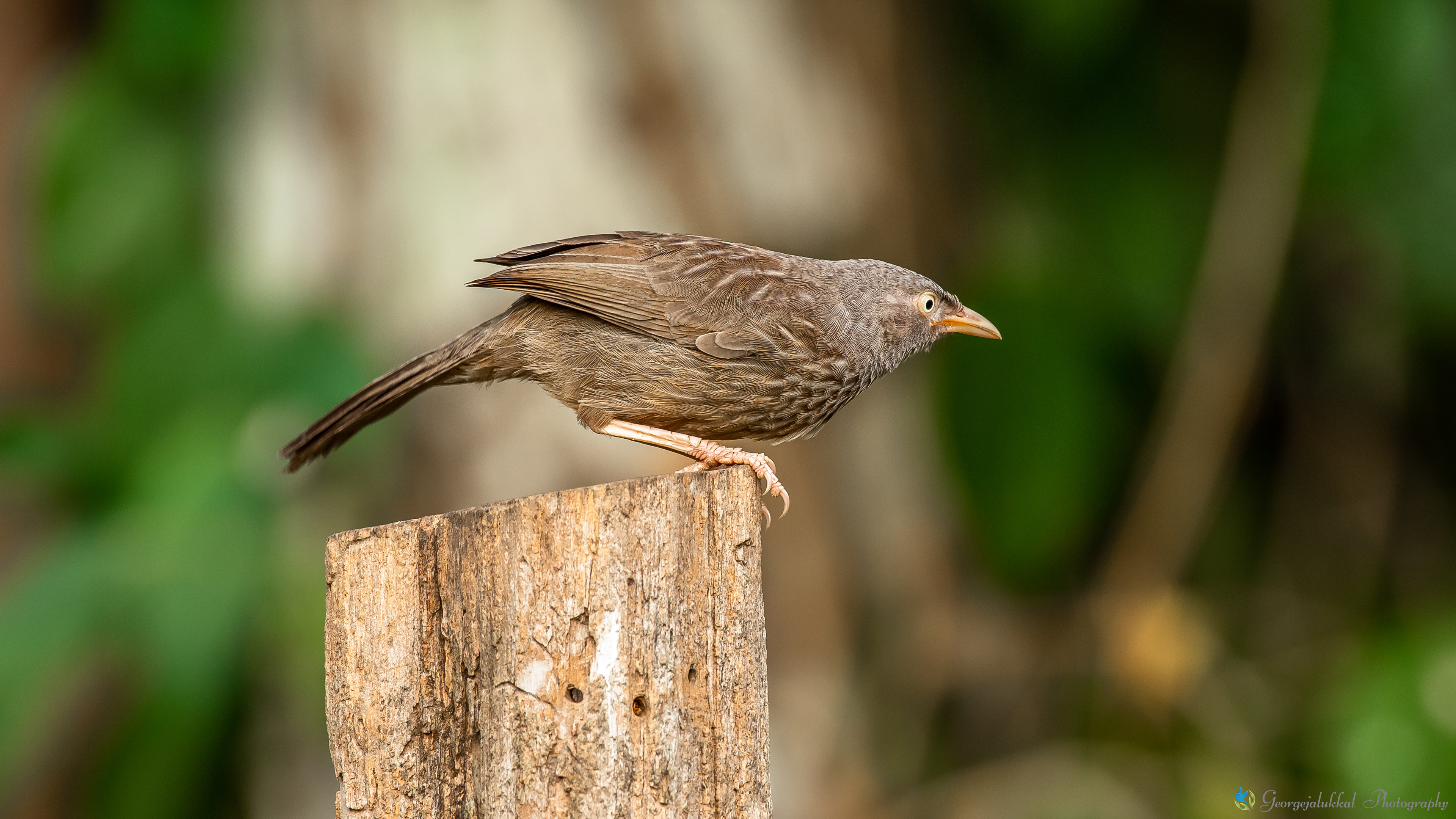 Jungle babbler | കരിയിലക്കിളി