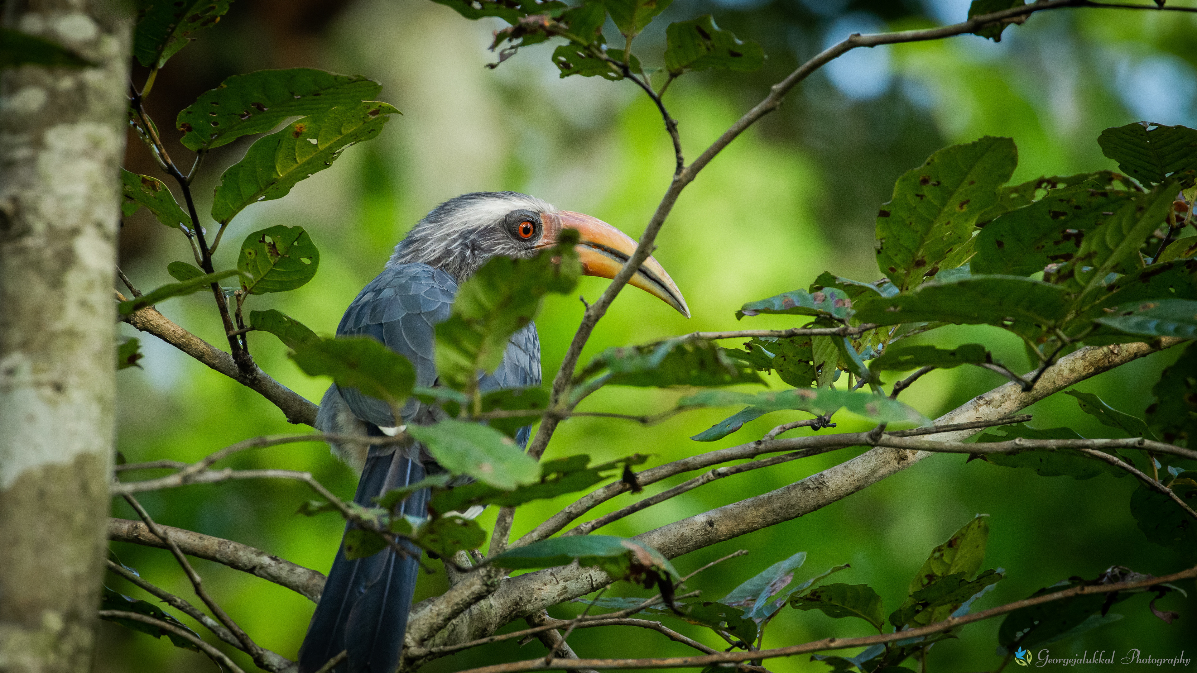 Malabar grey hornbill | കോഴി വേഴാമ്പല്