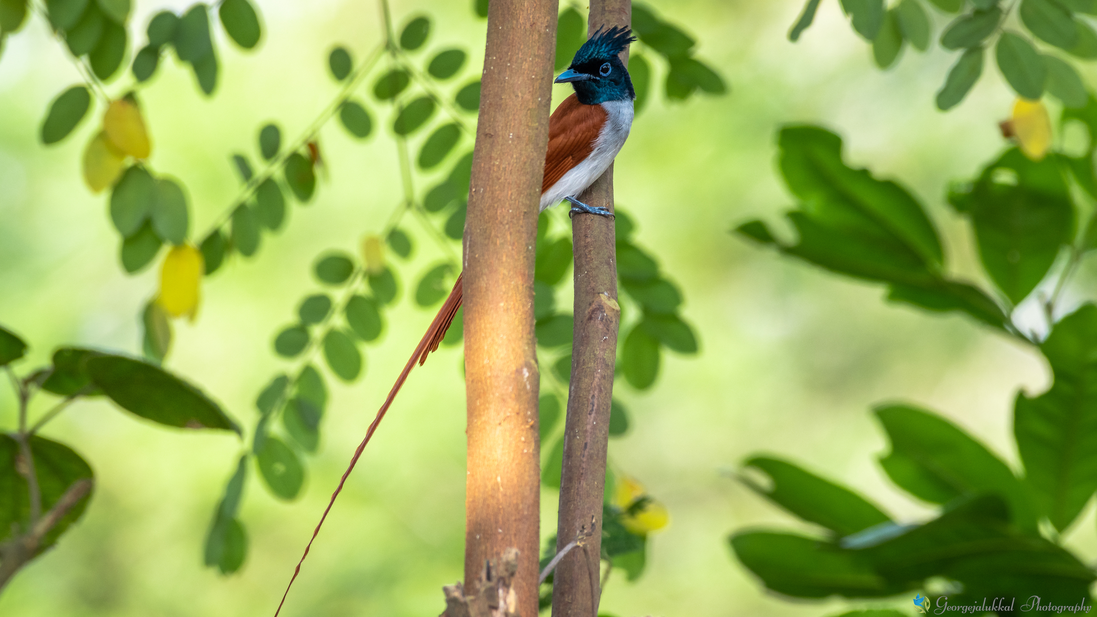 Indian paradise flycatcher | നാകമോഹന്