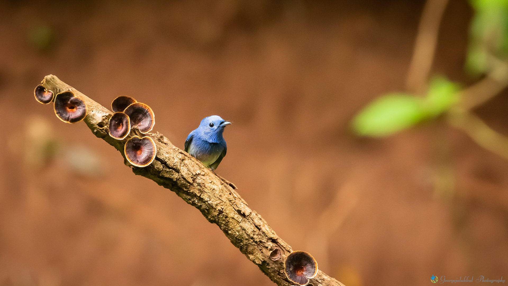 Black naped monarch | വെണ്നീലി