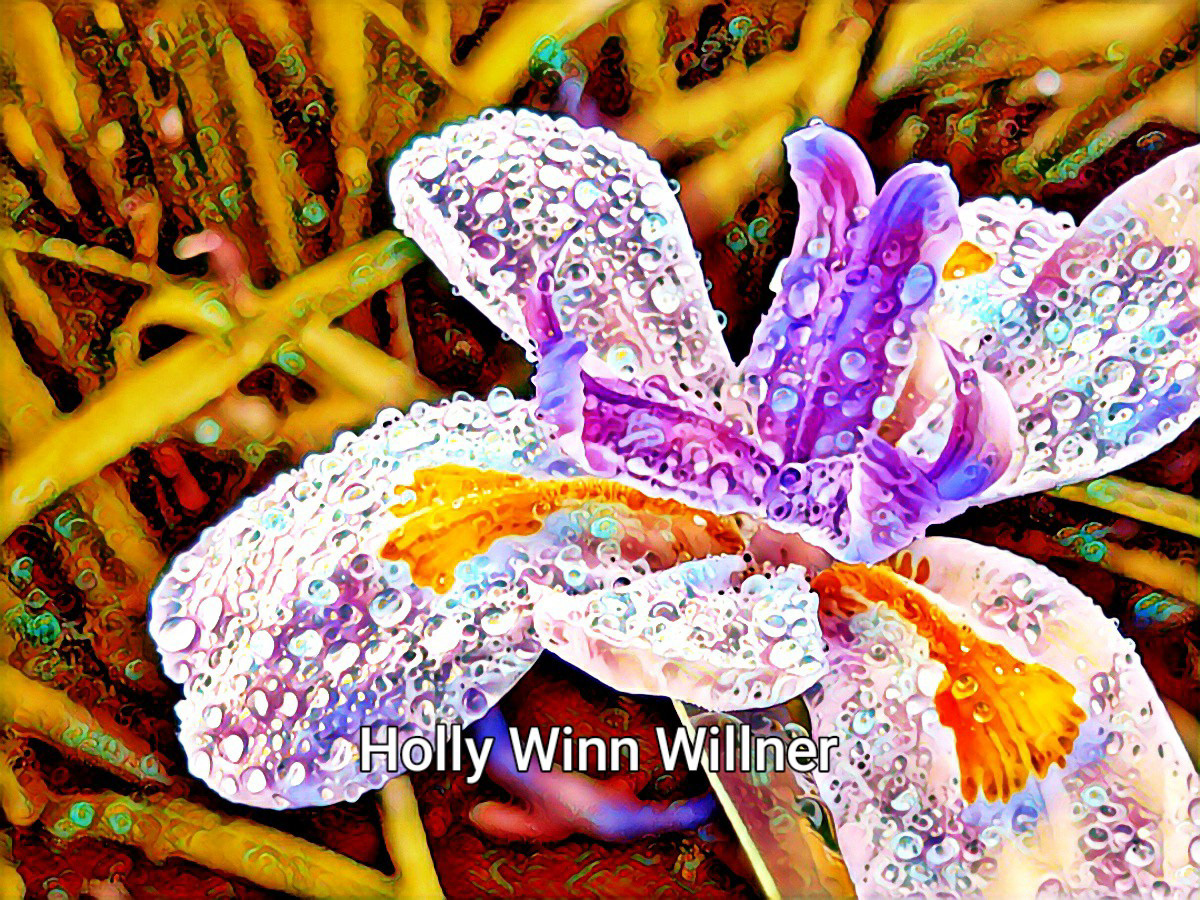 Iris Dewdrops - Enhanced Original Photo by Holly Willner.  Prints Available 