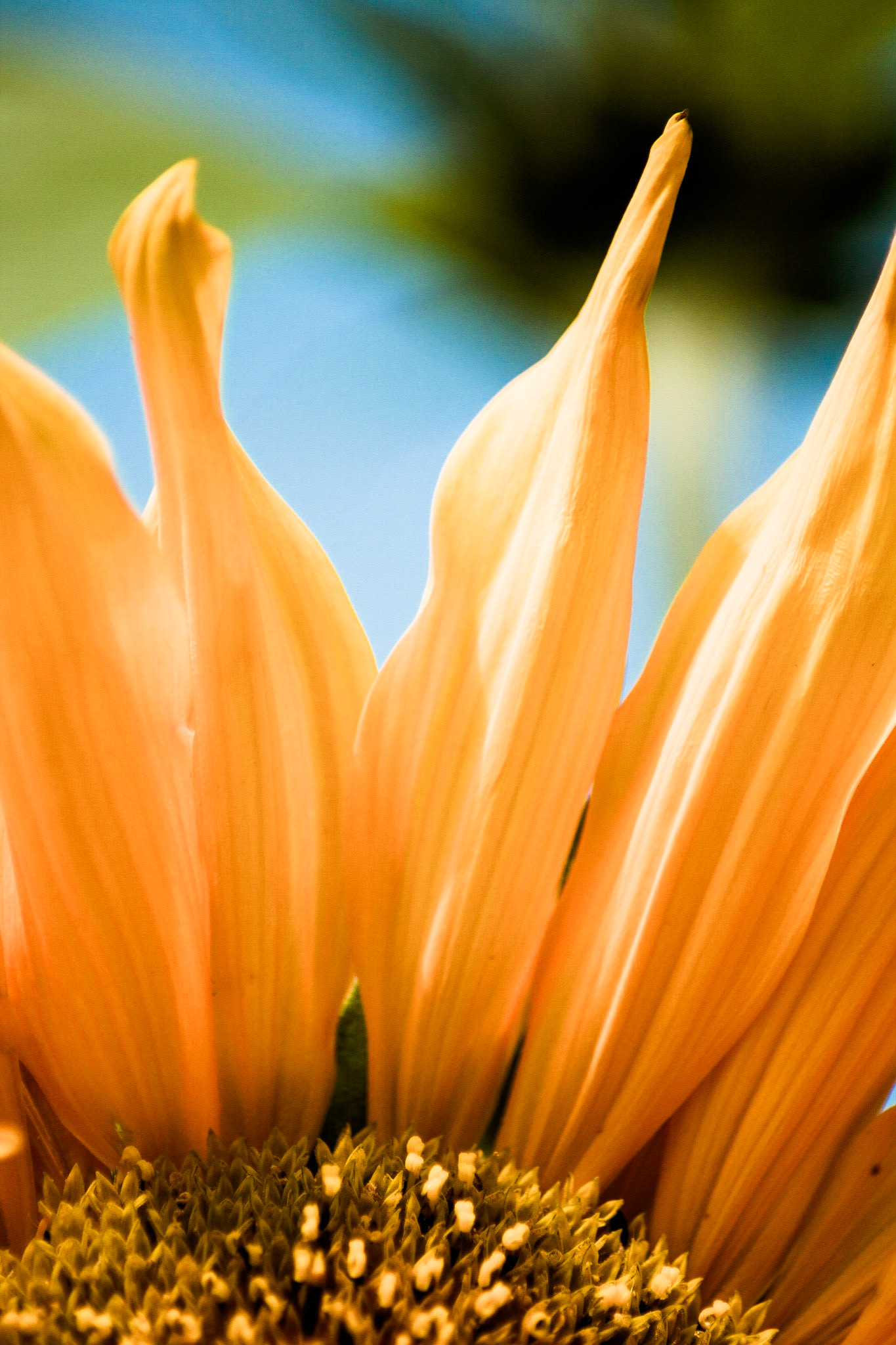 Strange things happen when you don't know what your doing with the lightroom sliders!