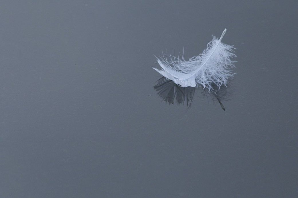 Swan Feather