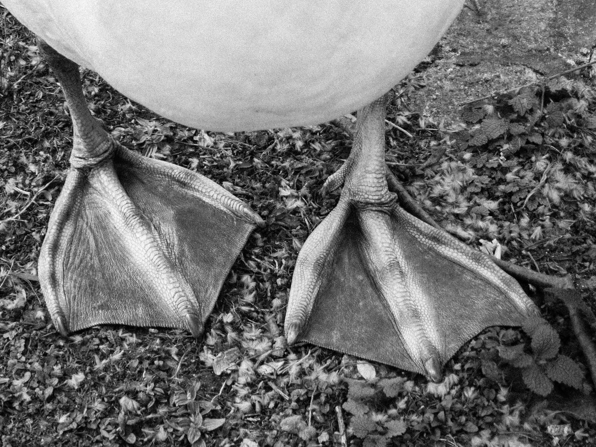Mute Swan Feet