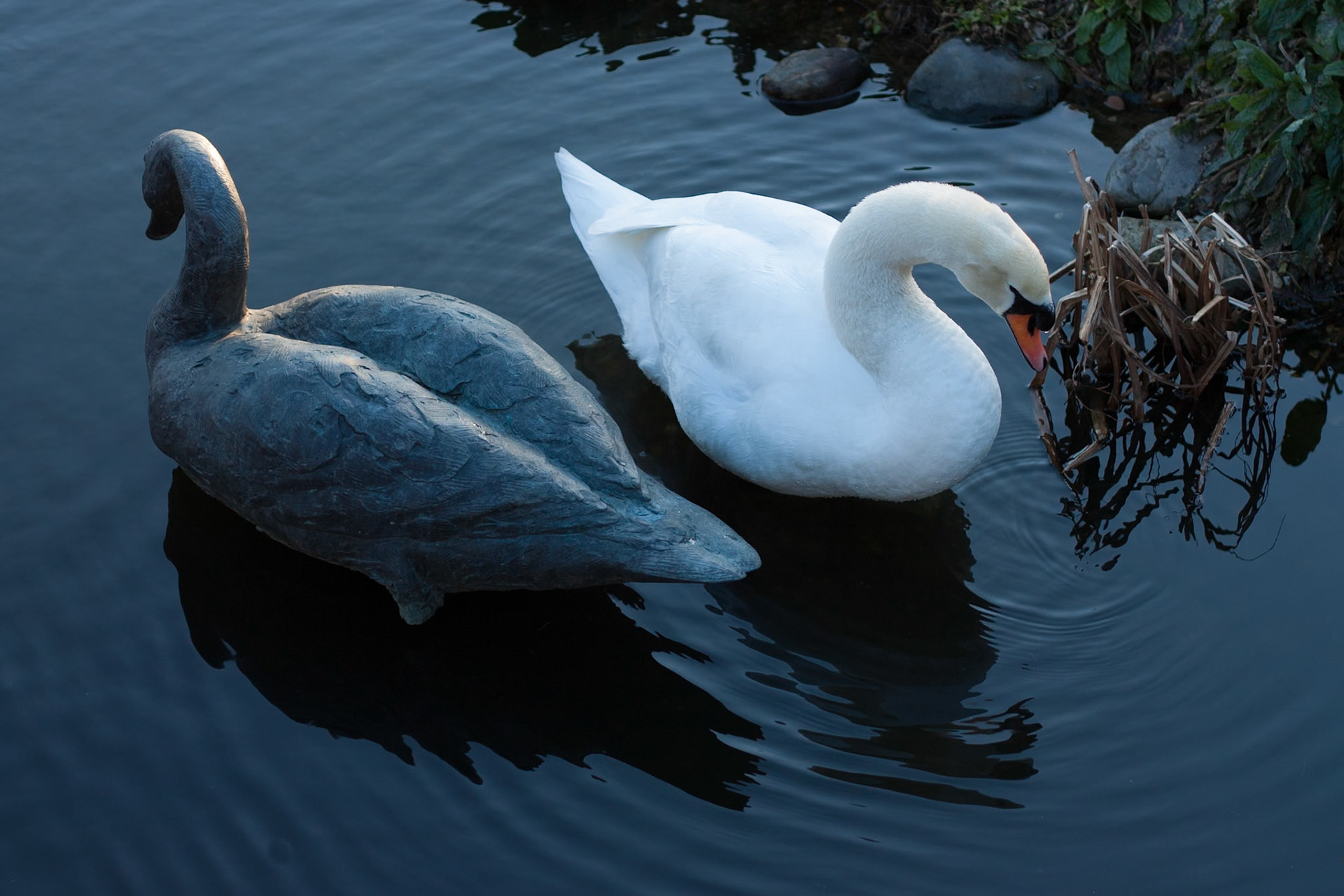 Mute swan and Statue