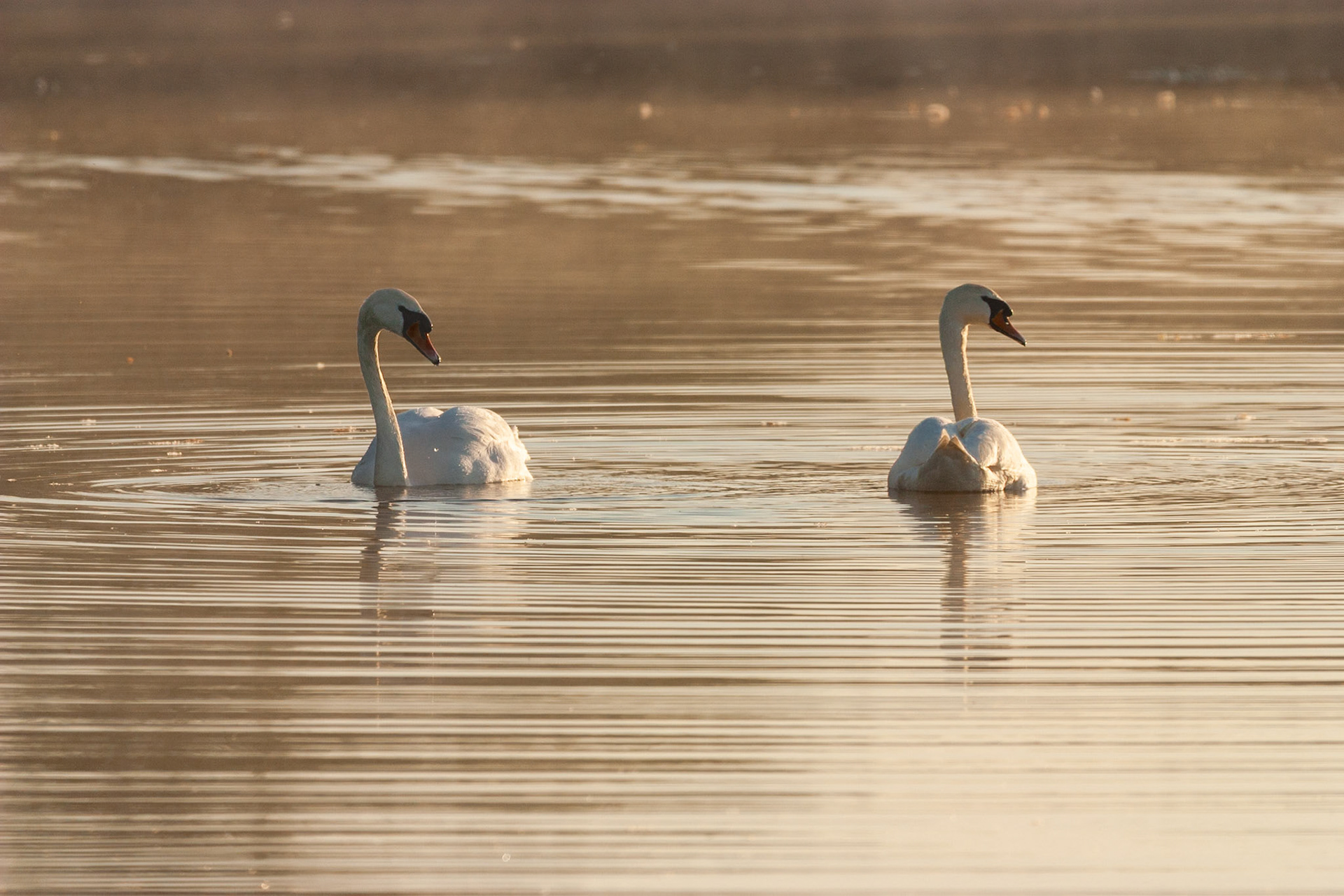 Swan Pair