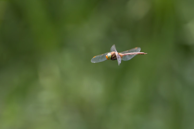 Norfolk Hawker Dragonfly