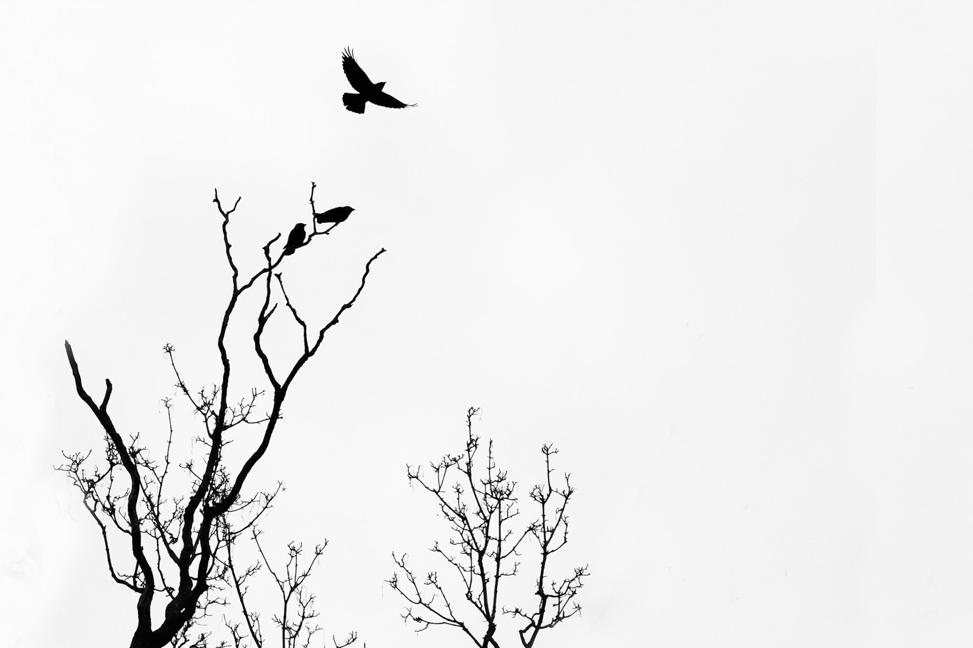 Jackdaw Takes Flight
