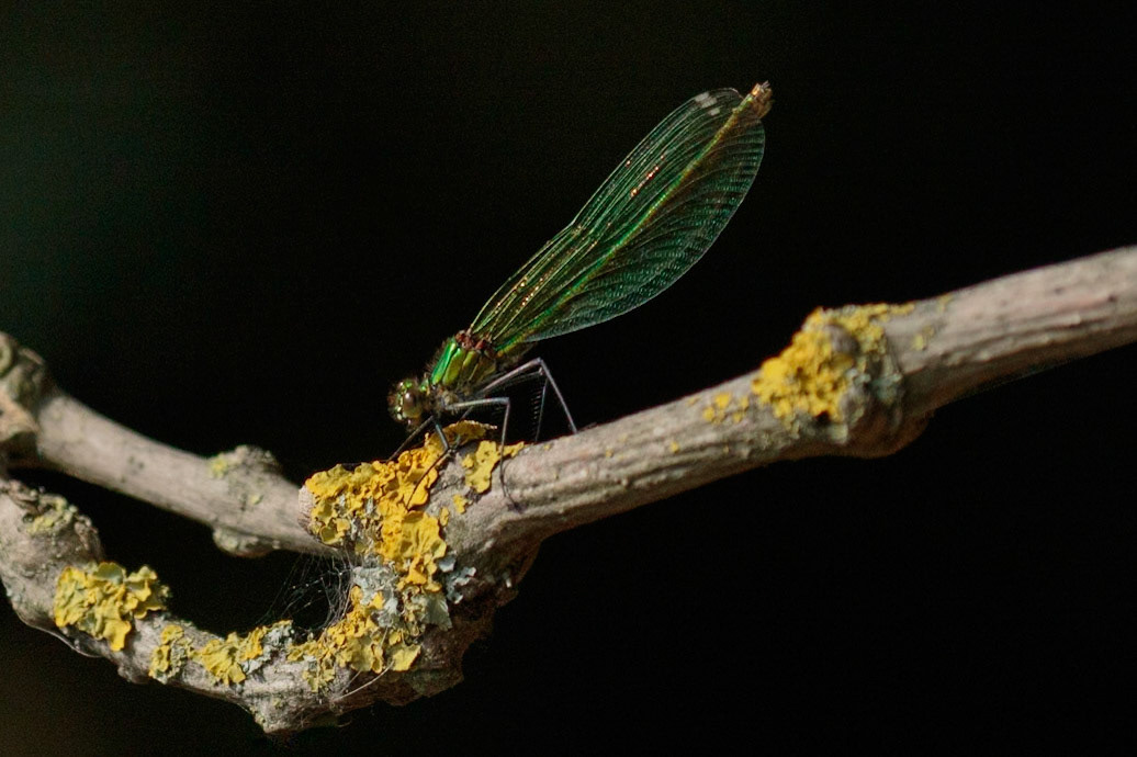 Female Banded Demoiselle