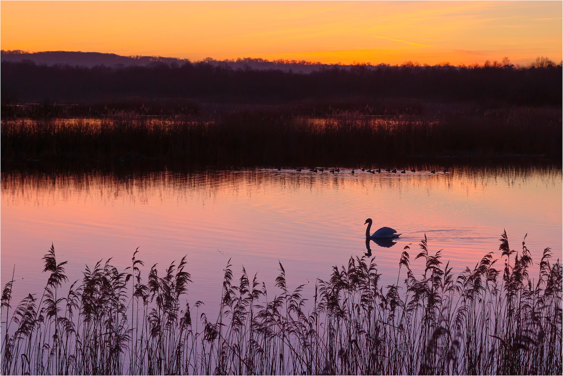 Silhouette Swan at Shapwick Heath