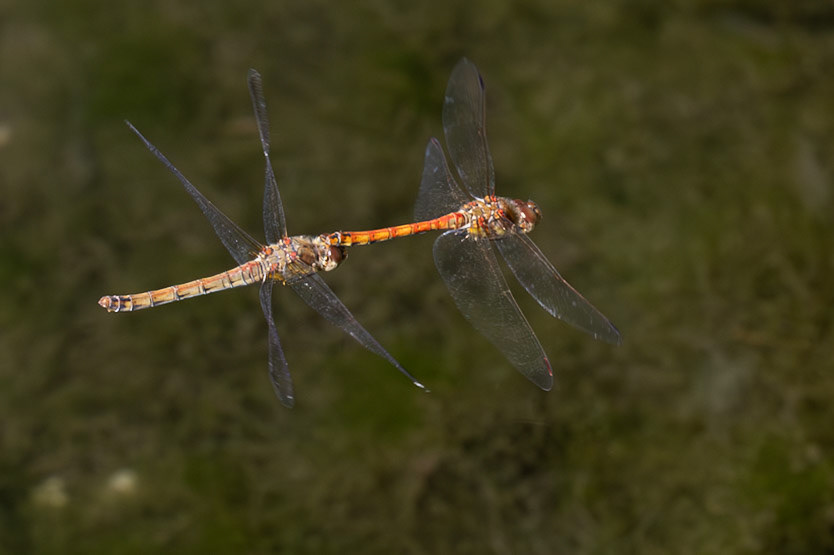 Common Darter