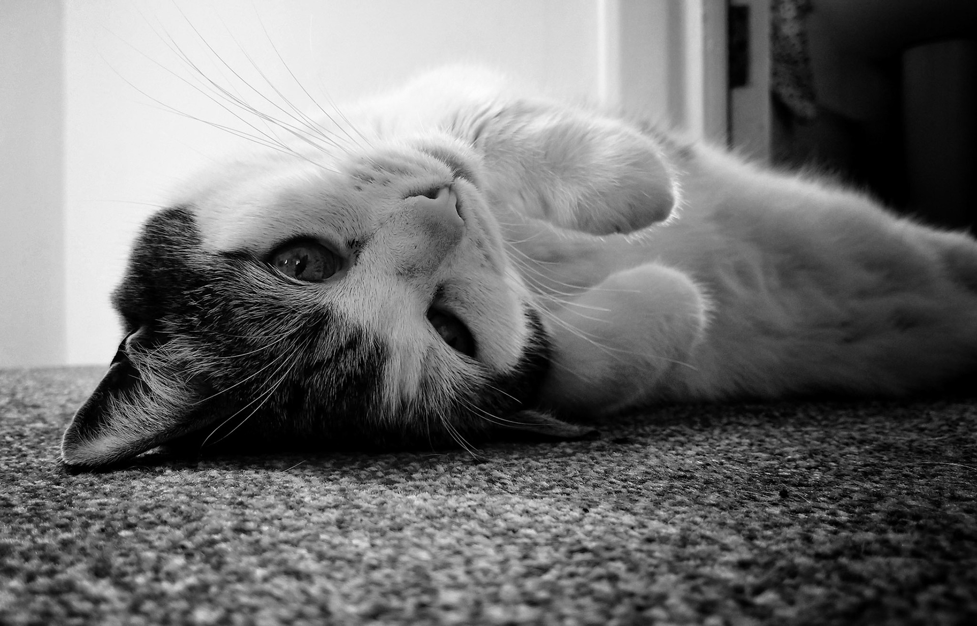 Resting on the Carpet