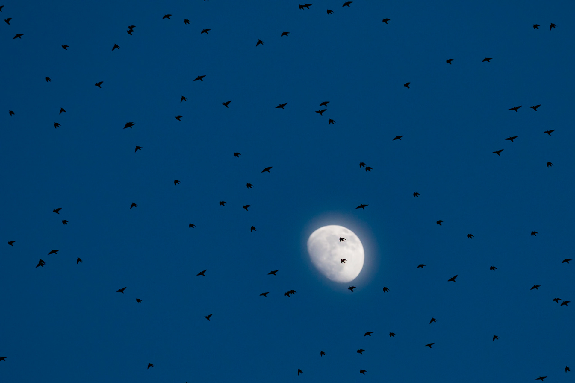 Starlings heading to roost