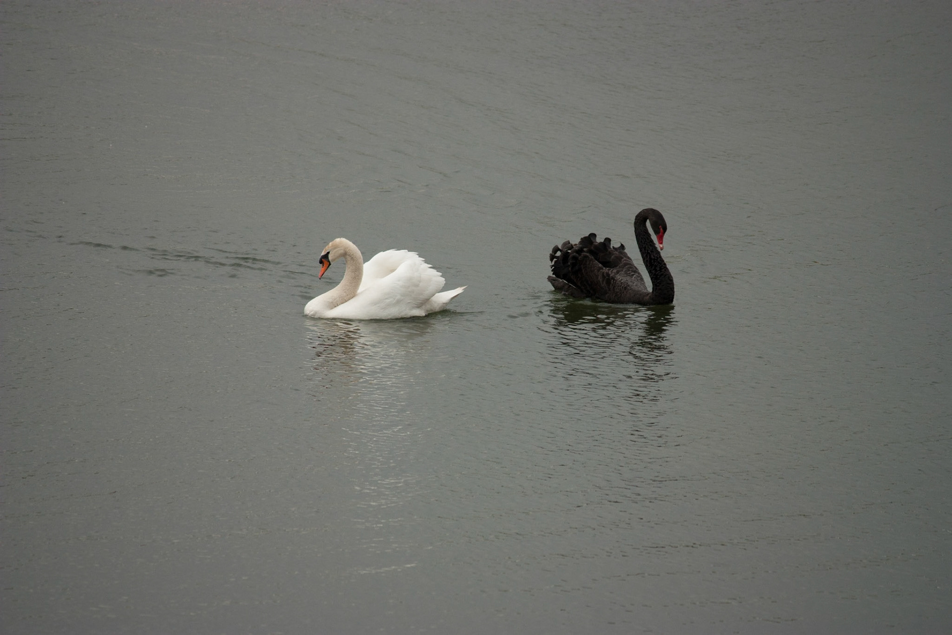 Black and White