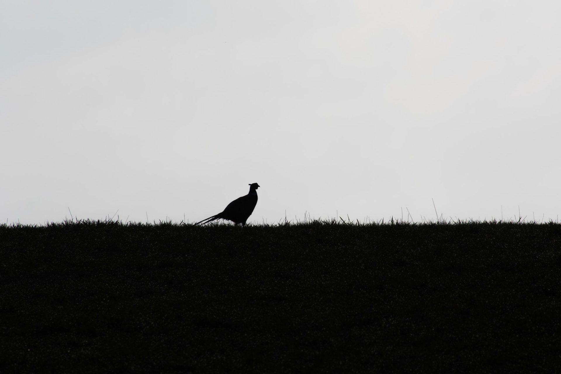 Pheasant Profile