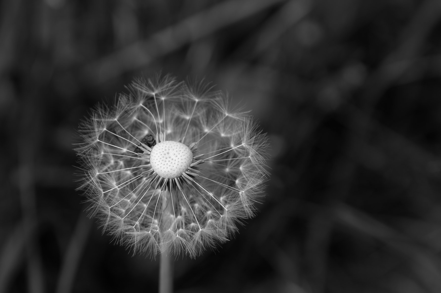 Dandelion