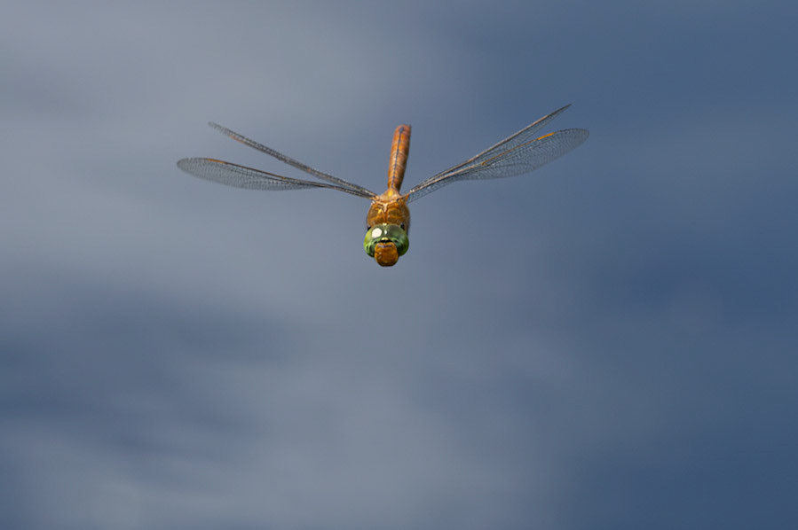 Norfolk Hawker