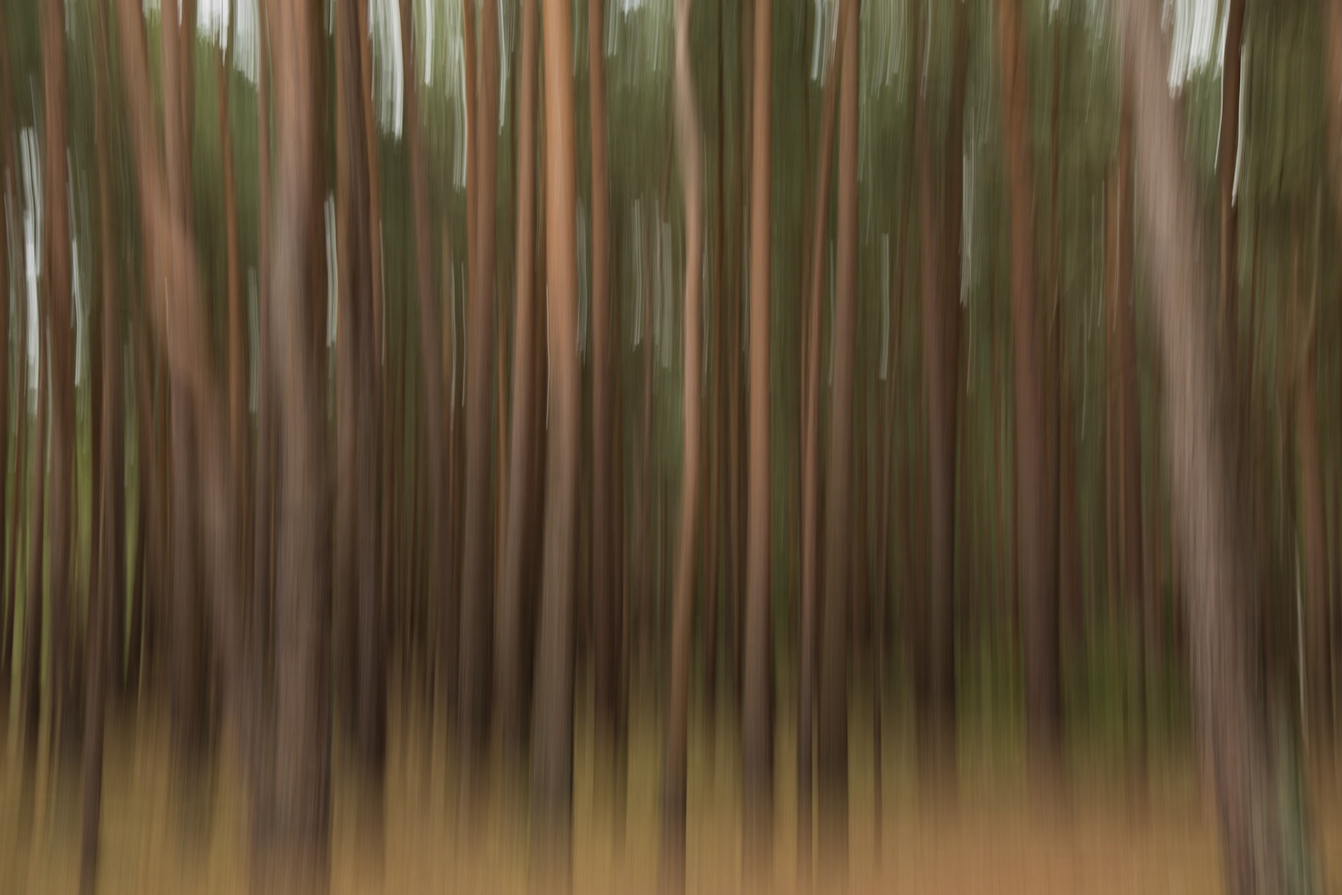 Trees
