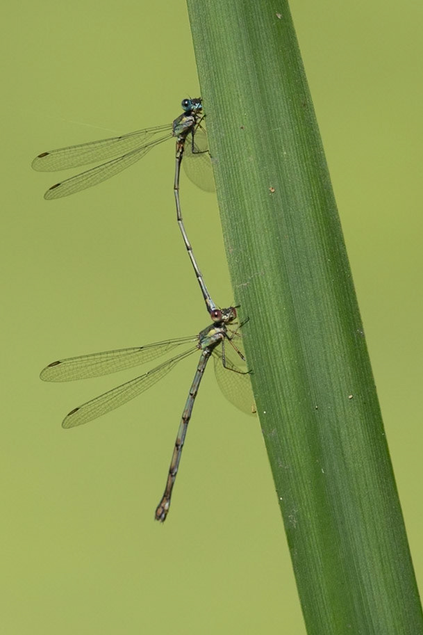 Willow Emerald Pair