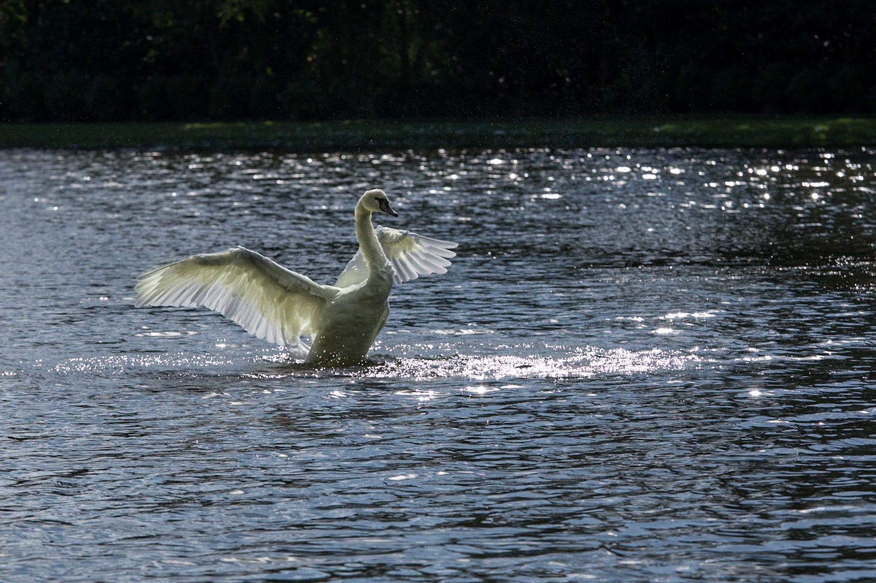 Backlit Swan