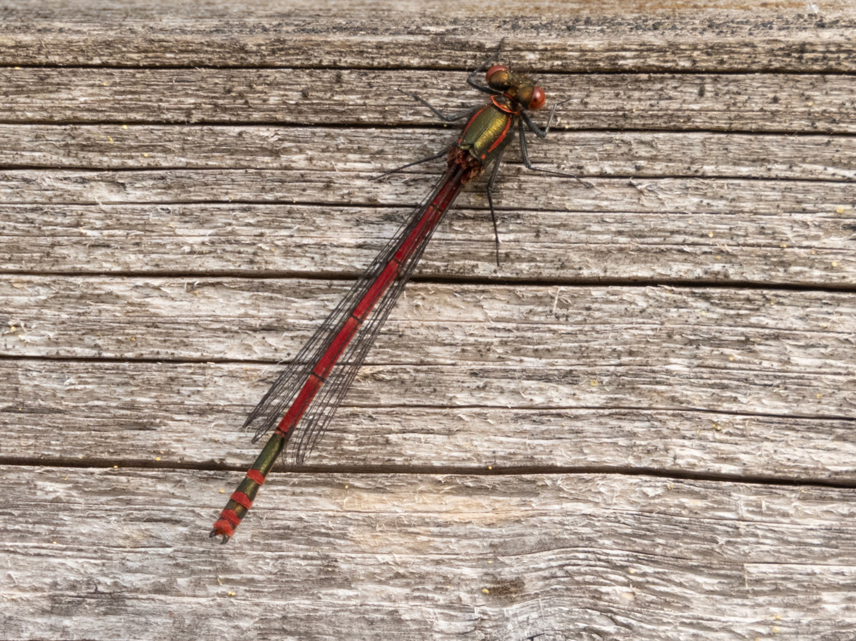 Large Red Damselfly