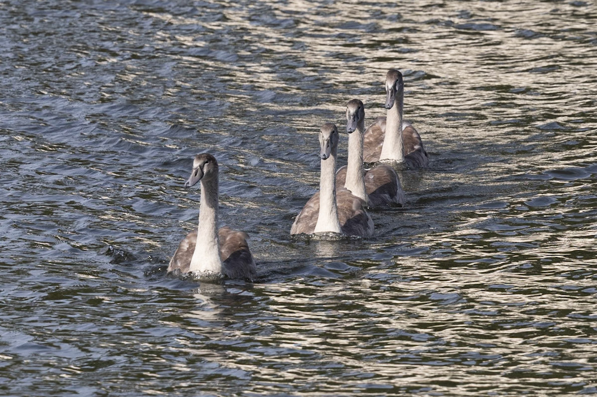 Four Siblings