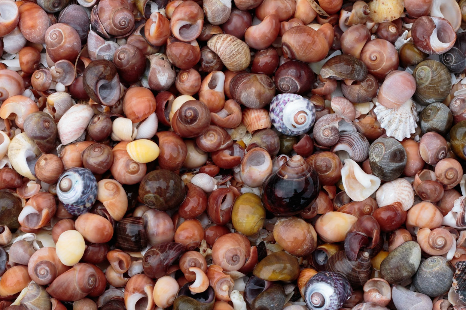 Shells on Shell Beach, Isle of Muck
