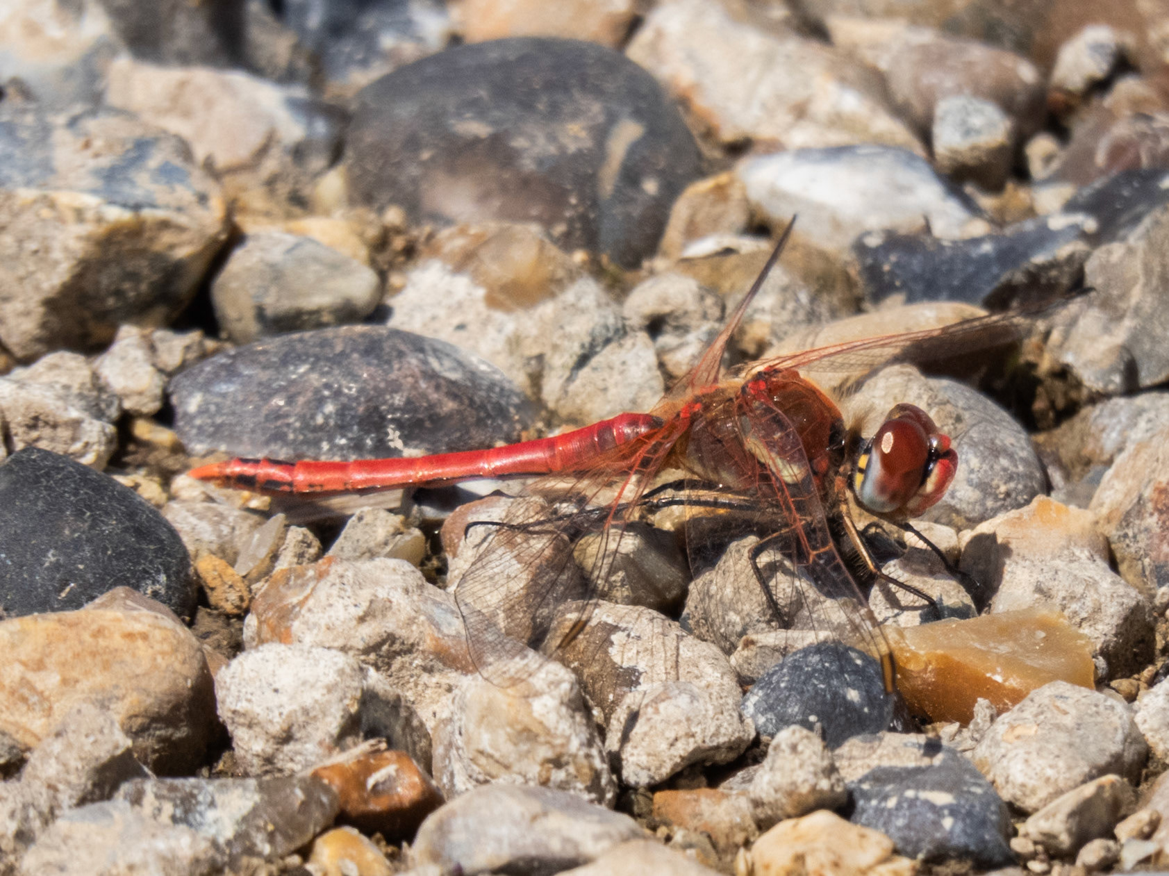 Red-veined darter