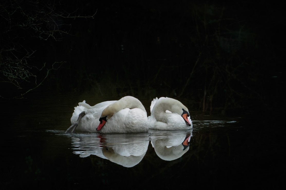 Mirrored Swans
