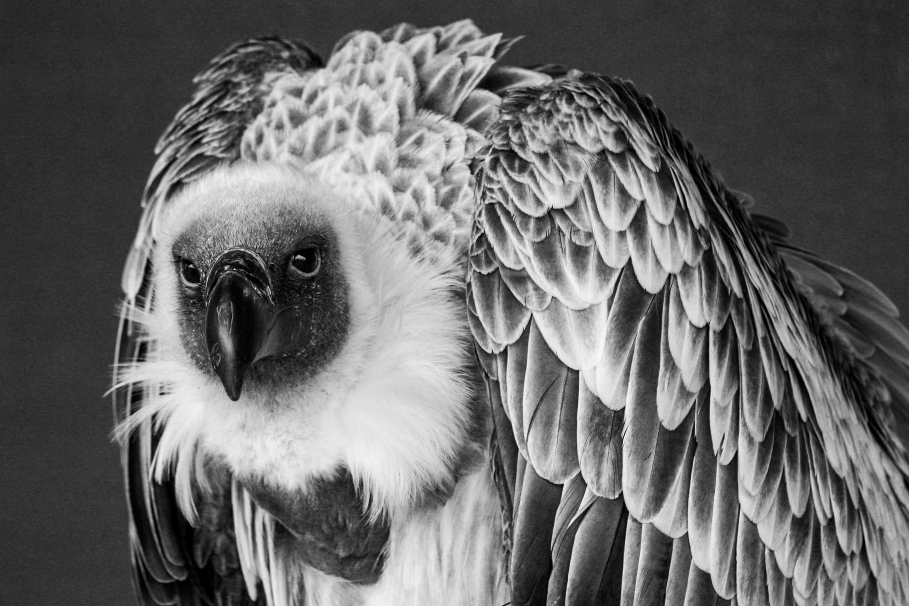 Monochrome vulture