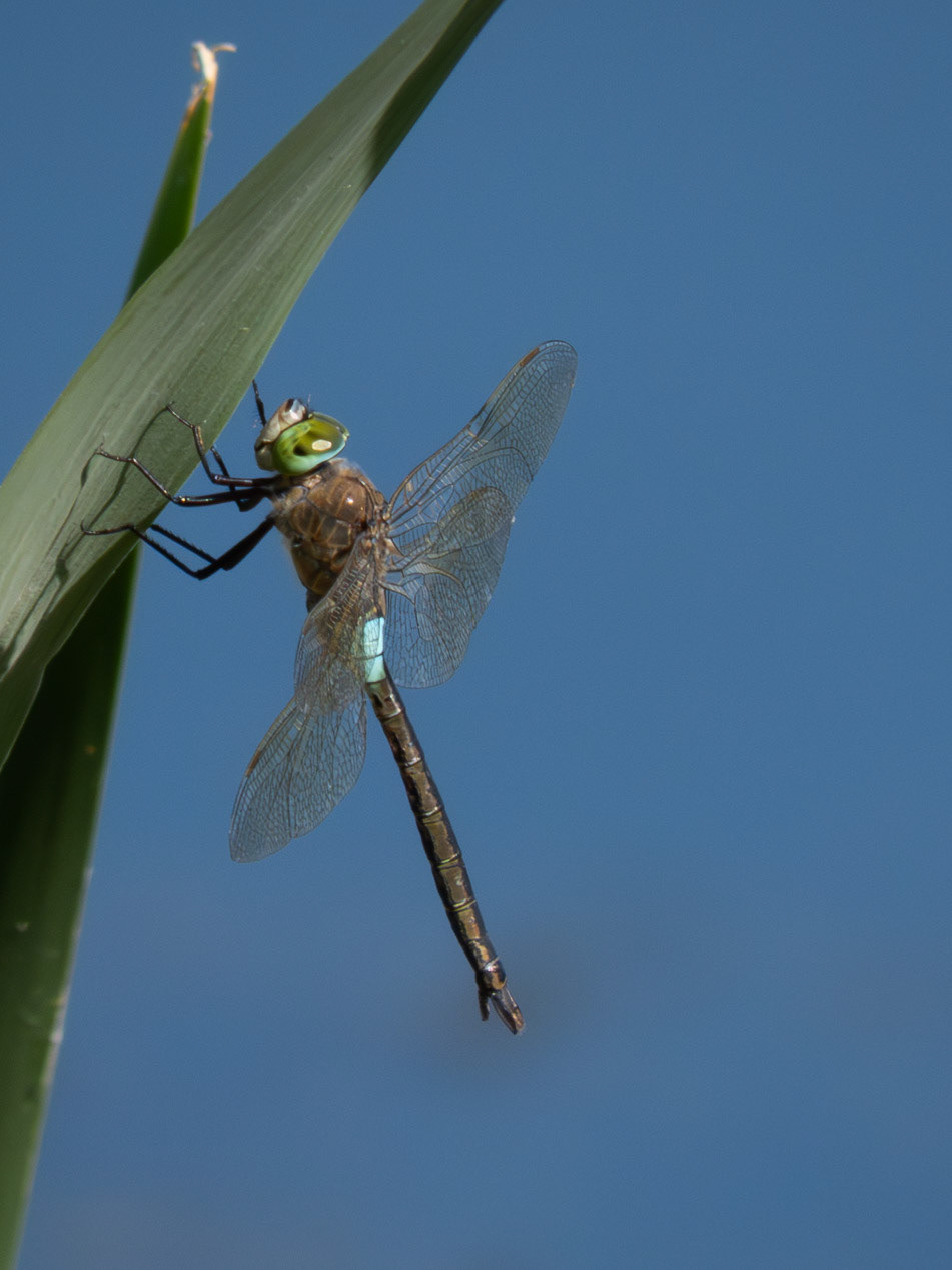 Lesser Emperor, male