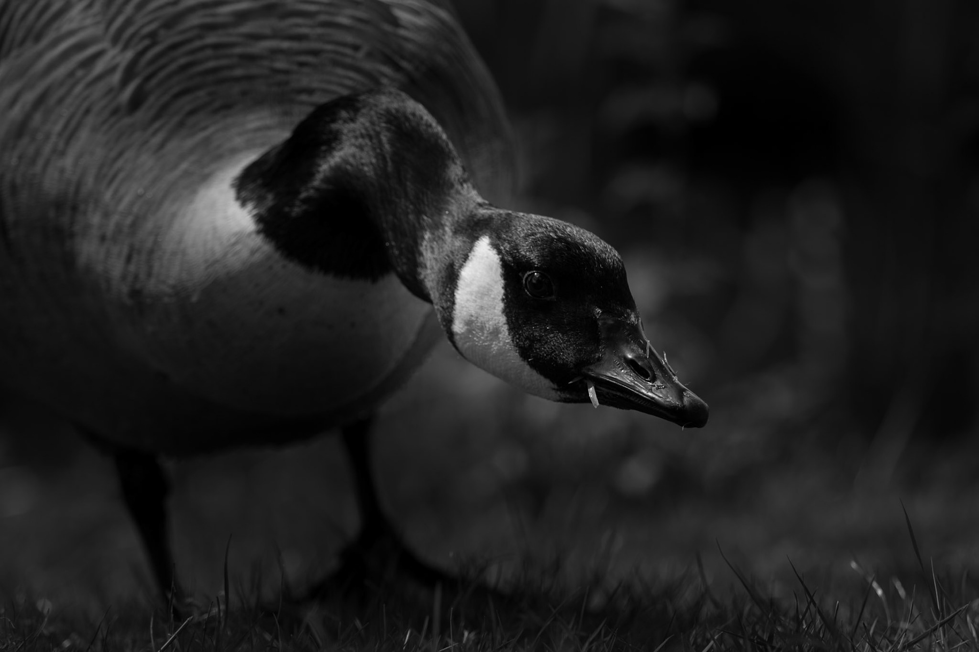 Canada Goose
