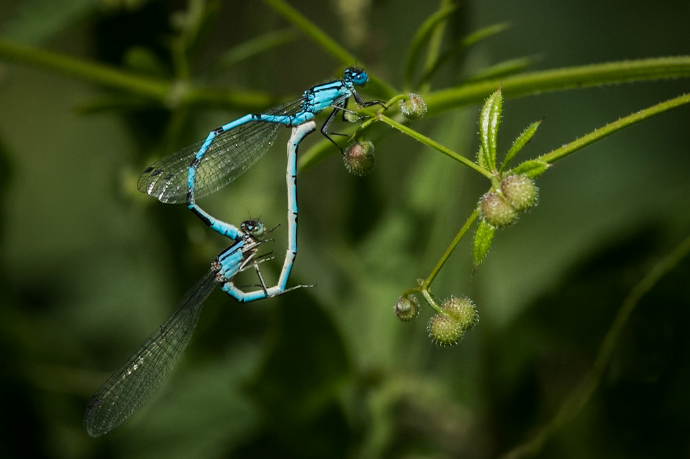 Common Blue Damsefly