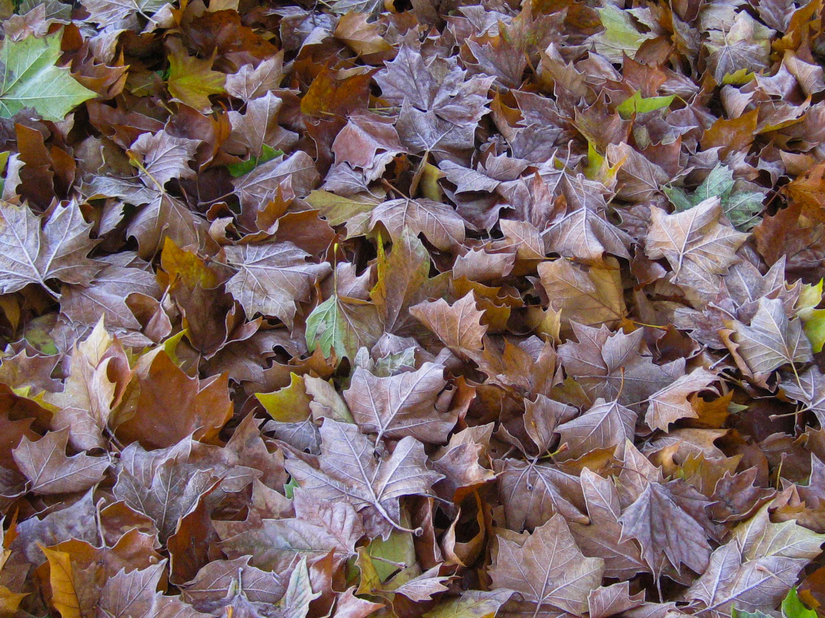 Frosted Leaves