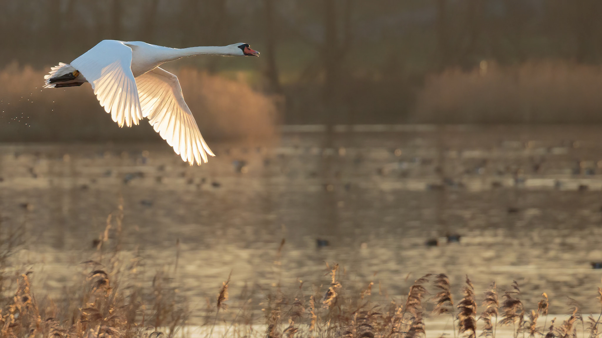 Flying swan at Shapwick Heath