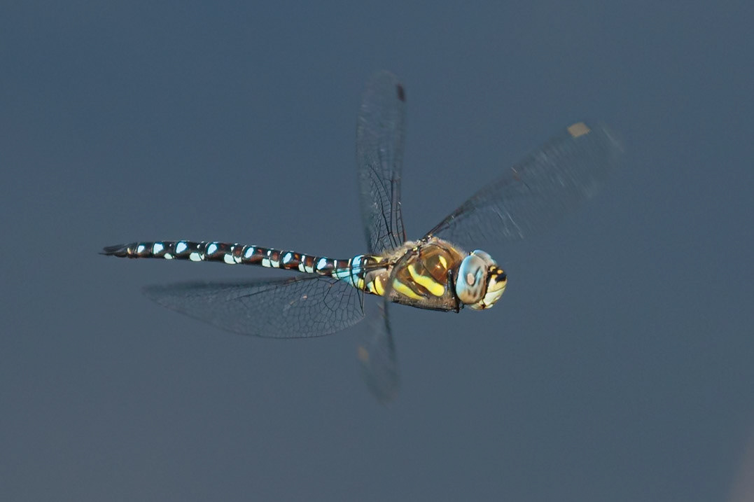 Migrant Hawker