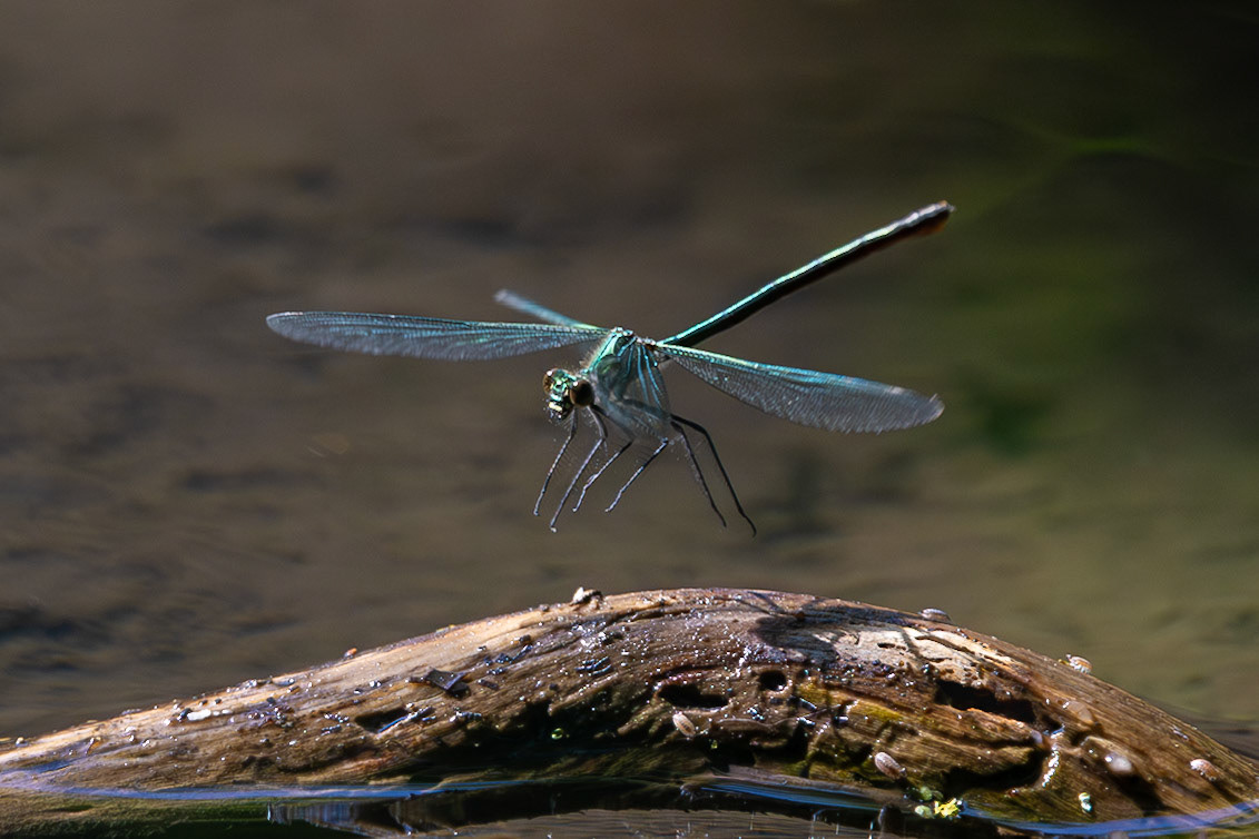 Banded demoiselle