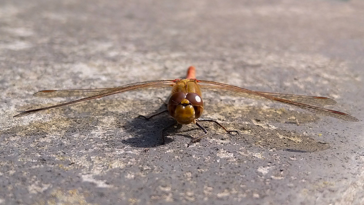 Common Darter dragonfly