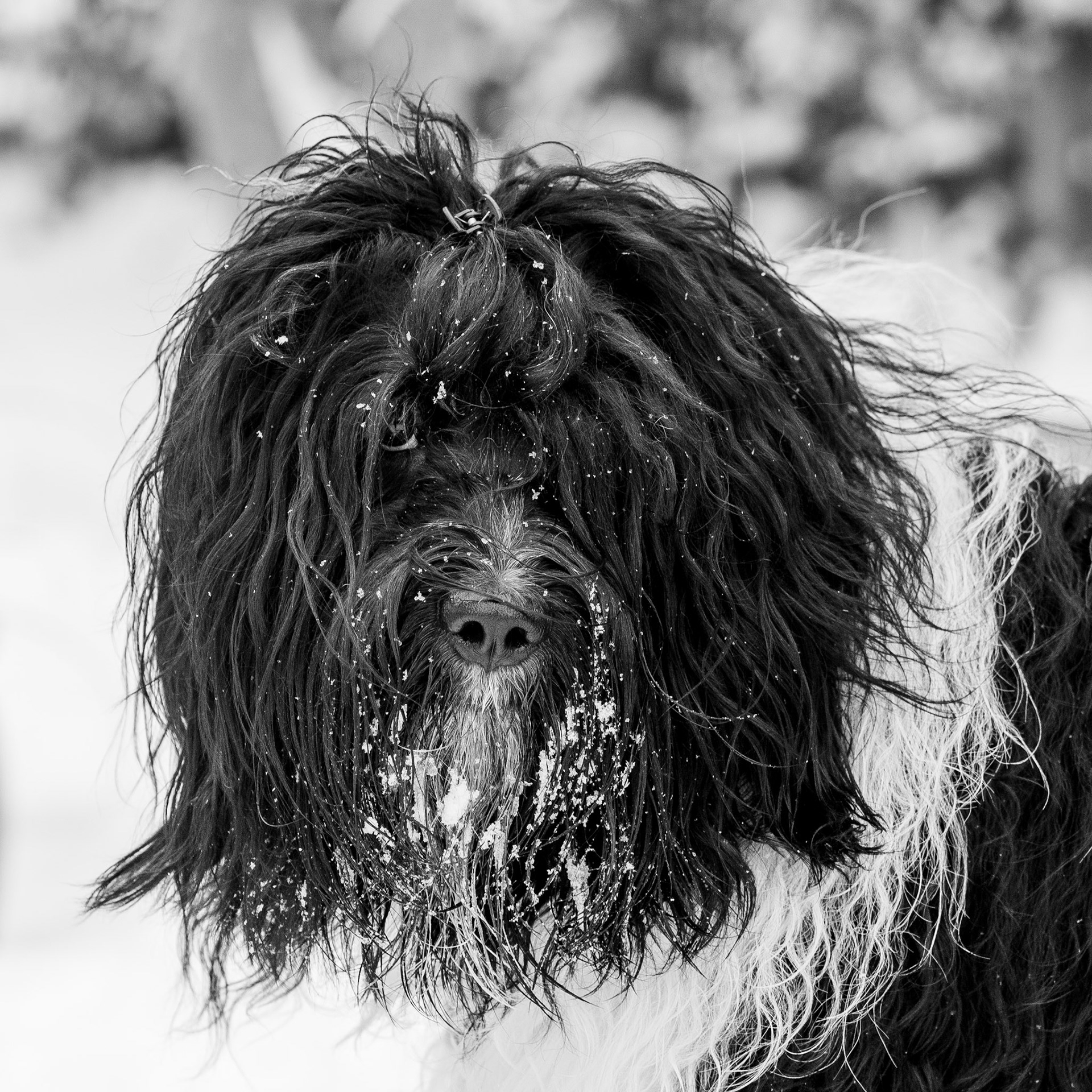 Bowie im Schnee