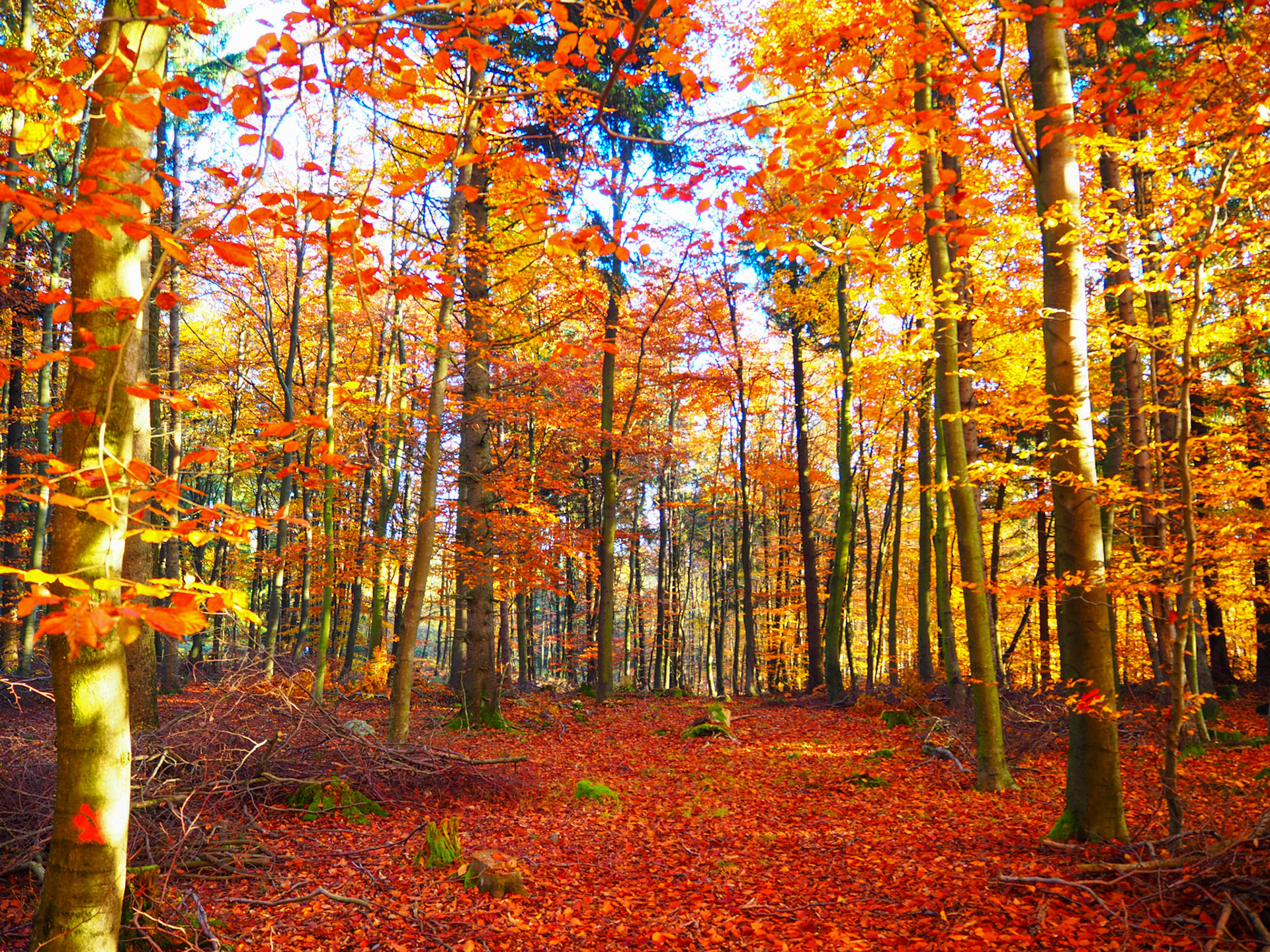 Herbstlaub