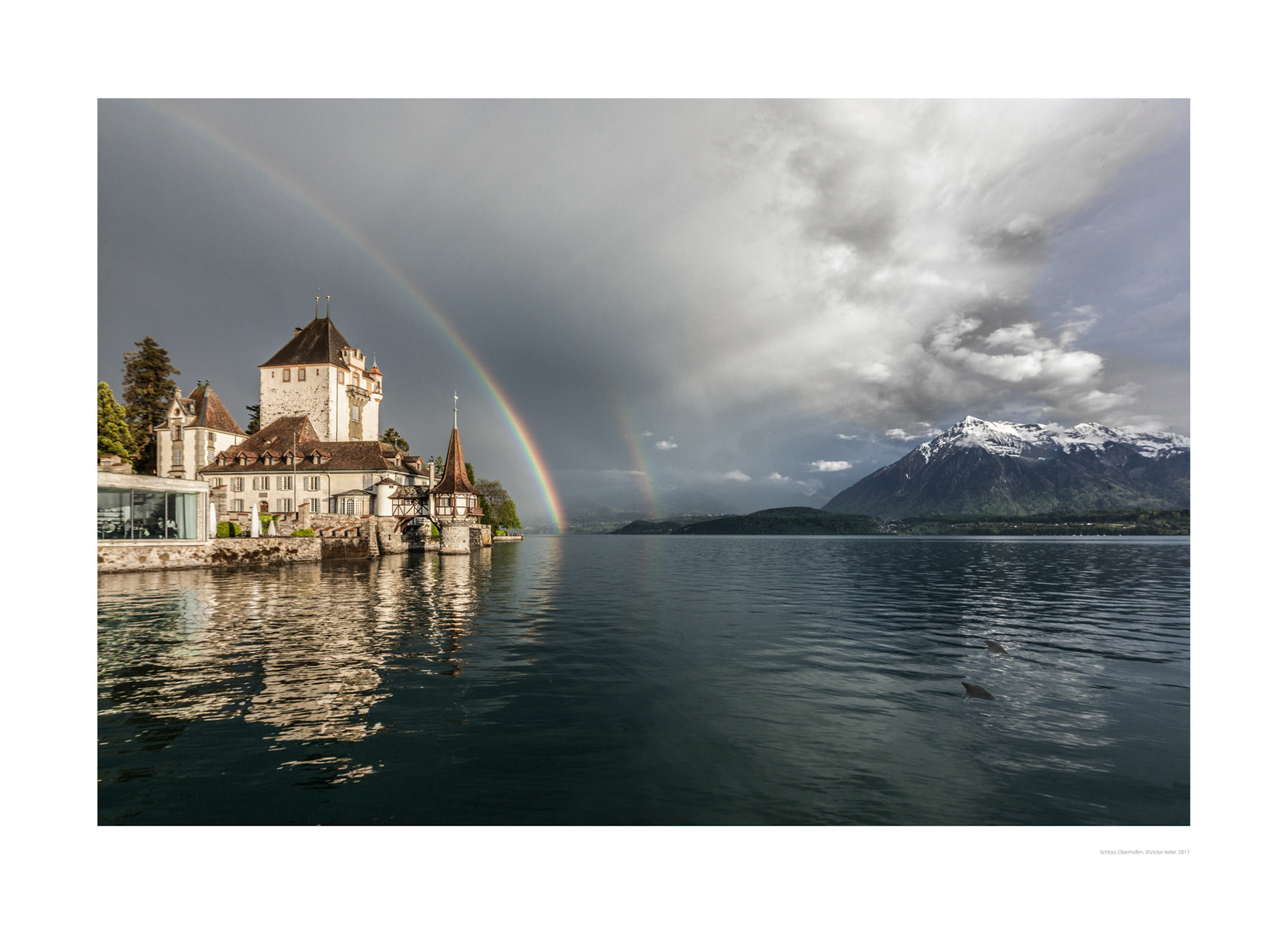 Delphine spielen vor dem Schloss Oberhofen