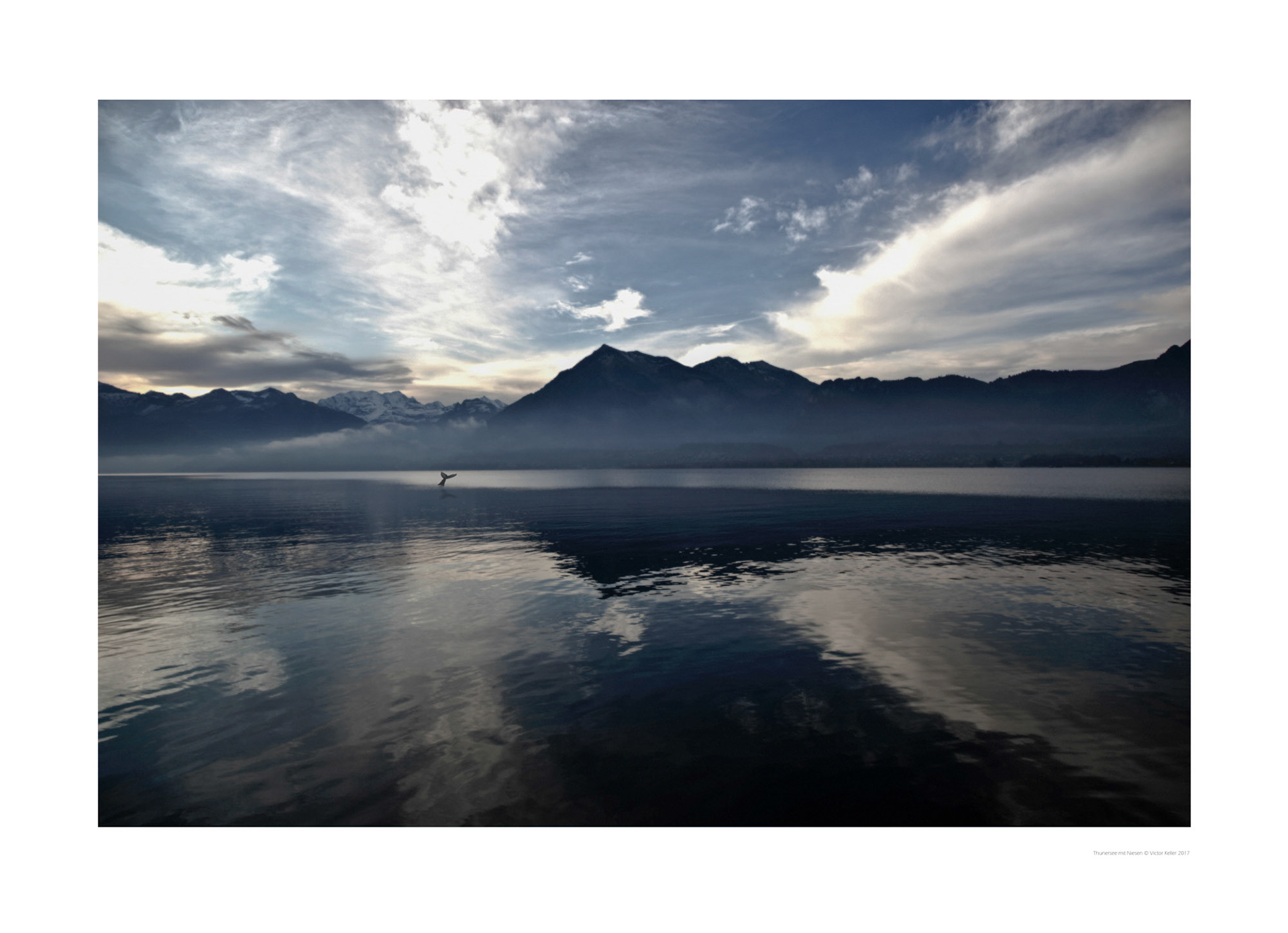 Wal im Thunersee