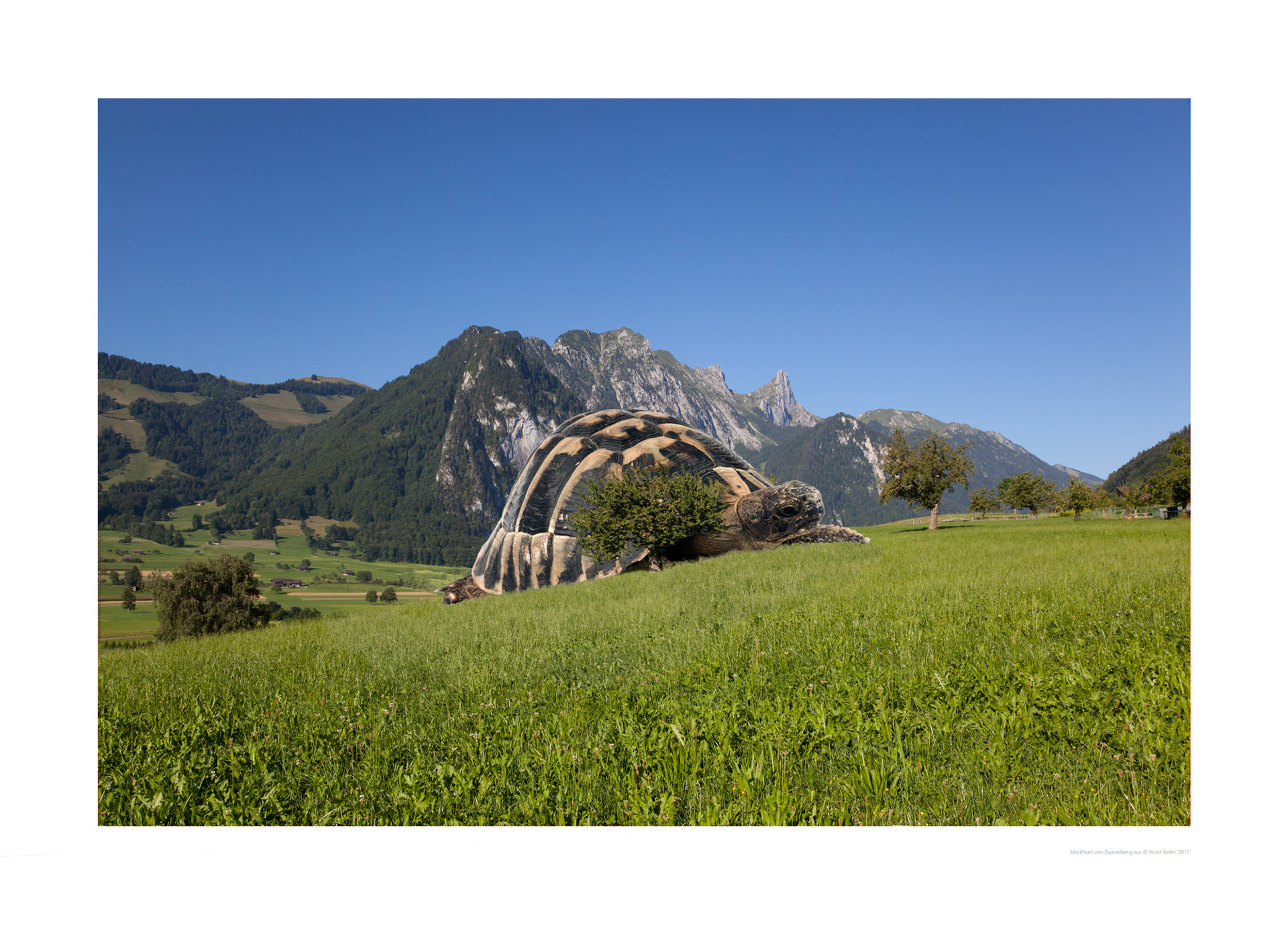Schildkröte am Zwieselberg