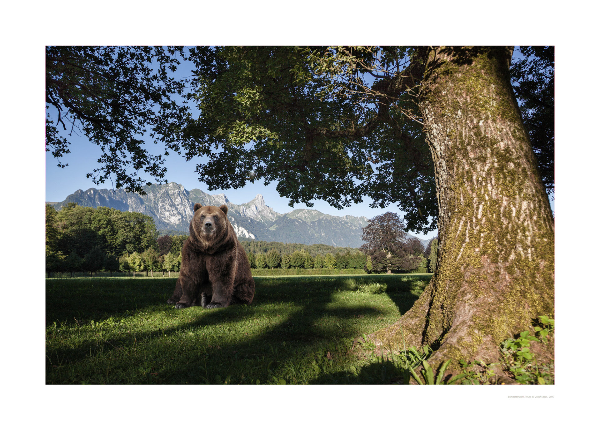 Der Bernerbär im Bonstettenpark