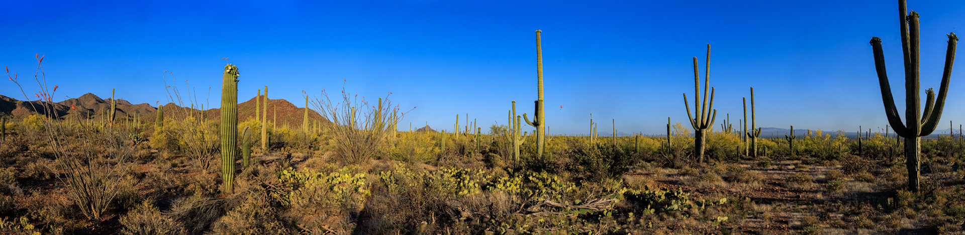 Saguaro cacti in Saguaro NP, AZ