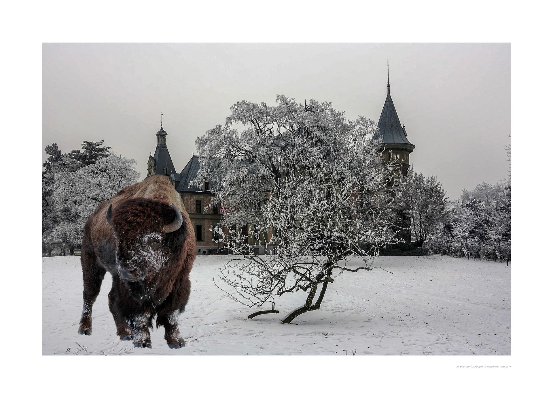 Der Bison vom Schadaupark