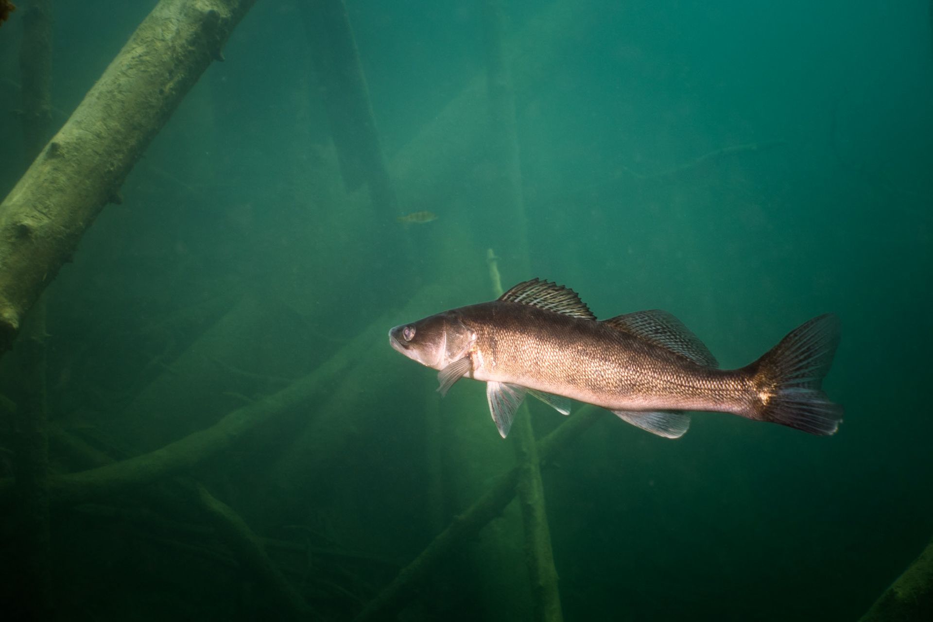 Scuba Diving Blindsee, Austria, 2018-07-22