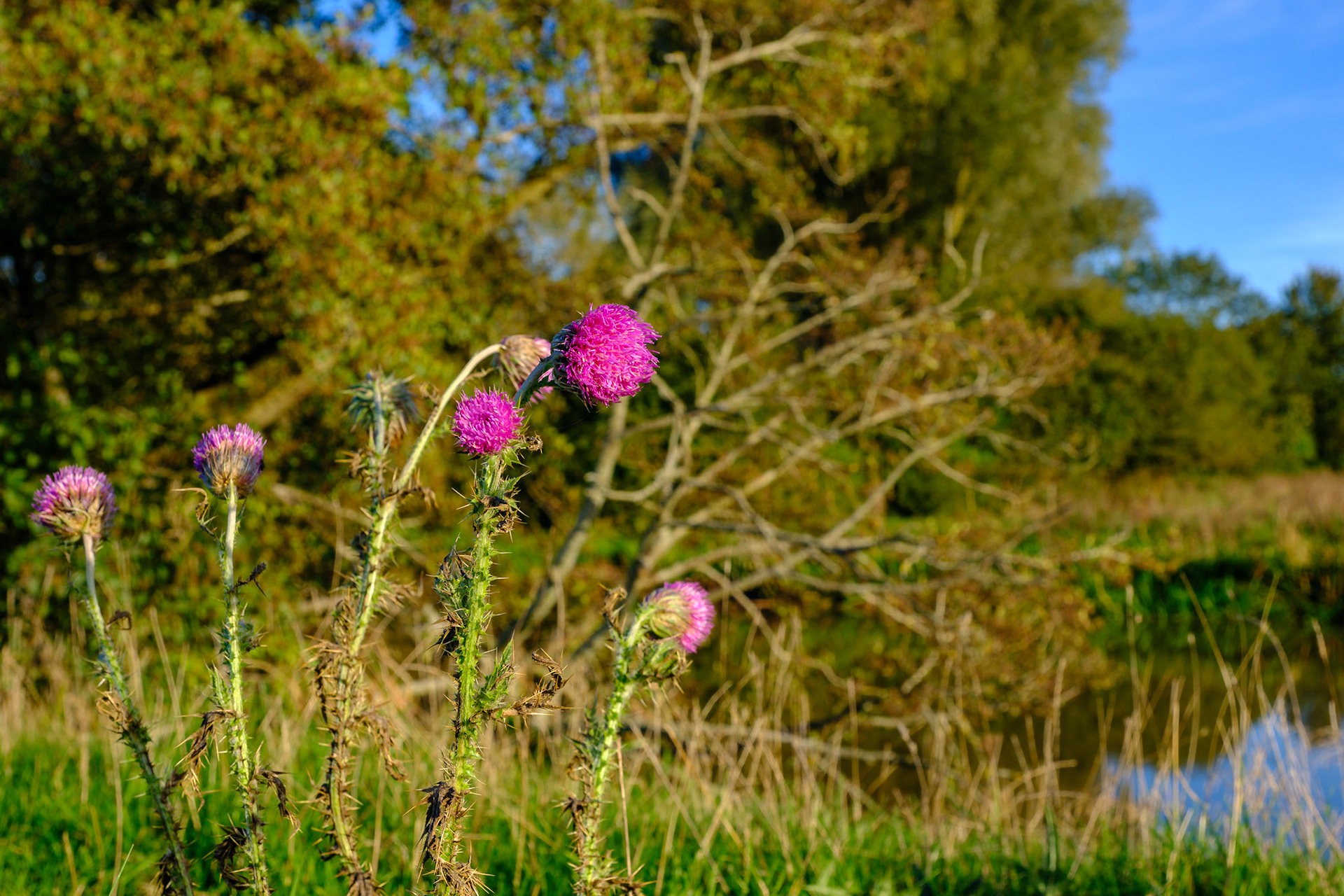Gt Ouse, Passenham. High Water Oct 2023