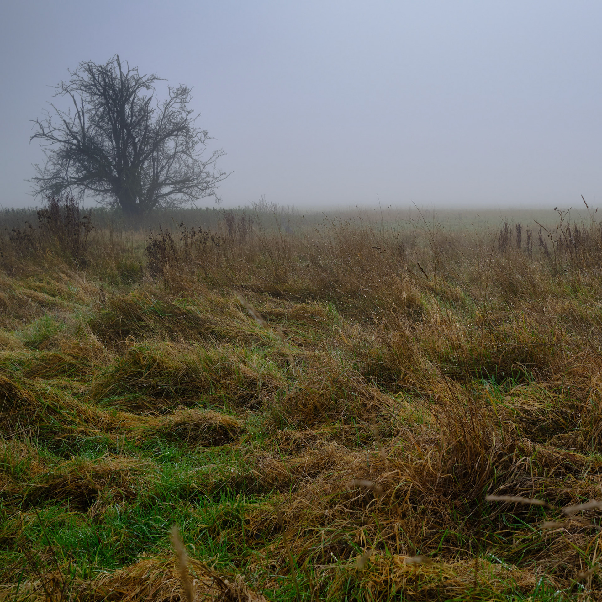 Towcester Watermeadows in Winter, Dec  2020